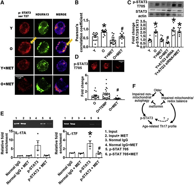 CD28 Antibody, Biotin (13028982)