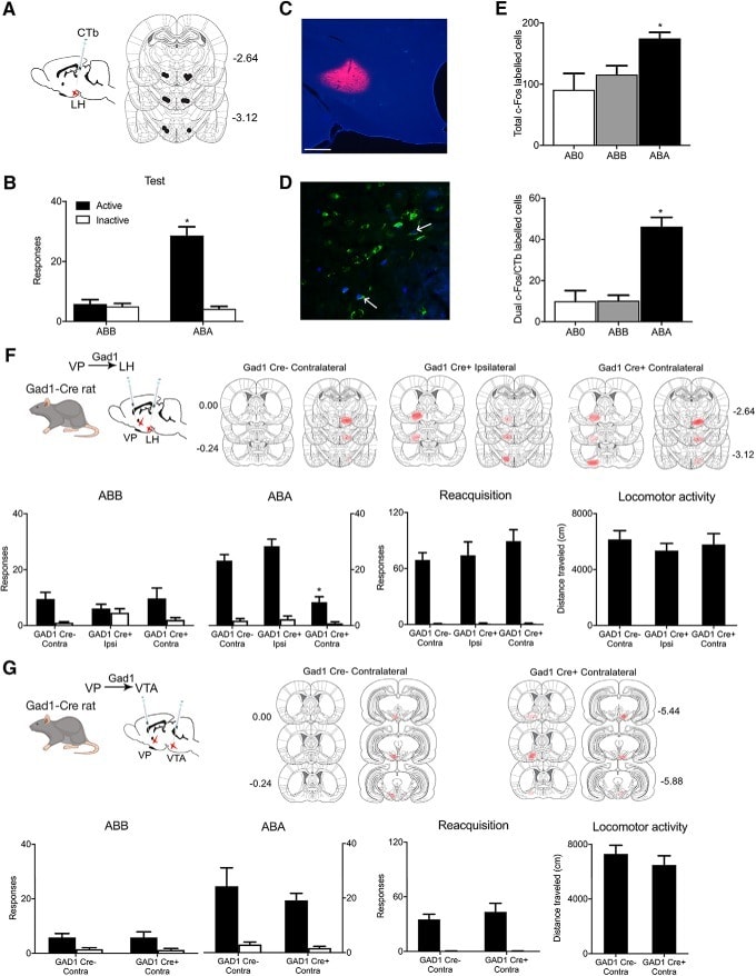 mCherry Antibody (M11217)