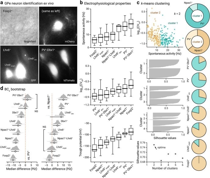 mCherry Antibody (M11217)